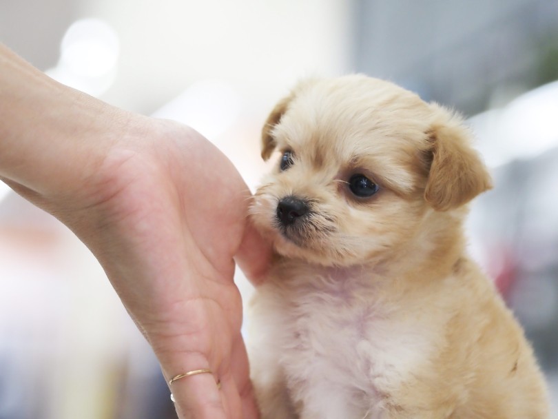 お迎え後の生活ポイント | MIX犬 チワプー （06-85） - 横浜 大倉山店