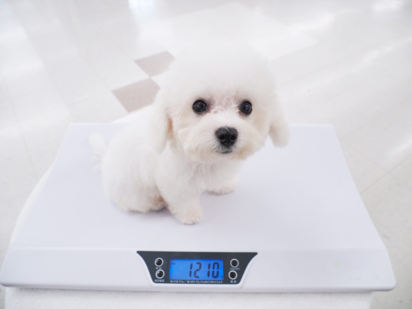 9/29の体重測定は1.21kg | ビションフリーゼ （05-53） - 本羽田店