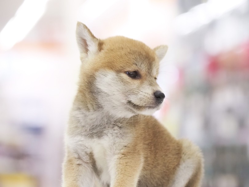 目の下に薄い黒ラインがあります | 柴犬 （06-87） - 横浜 大倉山店