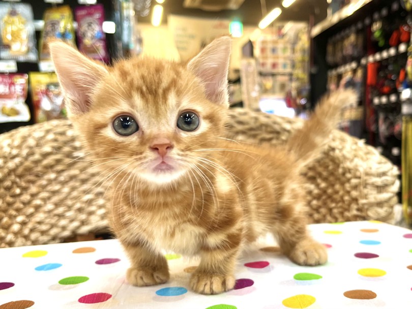 短足ちゃんは可愛く美しく！ | マンチカン （18-176） - 横浜 元町店