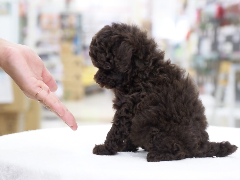 犬種の中でも頭の良さトップレベル！ | トイ・プードル （06-86） - 横浜 大倉山店