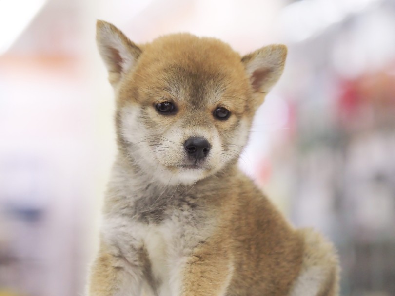 必見の柴犬らしいお顔立ち | 柴犬 （06-87） - 横浜 大倉山店