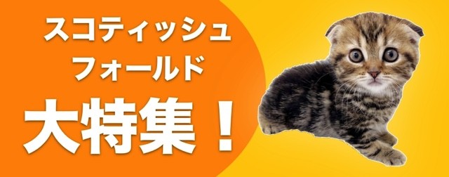スコティッシュF特集