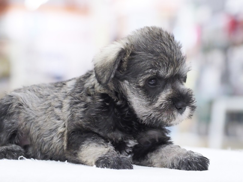 成犬時には5.0kg前後くらいになると予想 | ミニチュア・シュナウザー （06-88） - 横浜 大倉山店