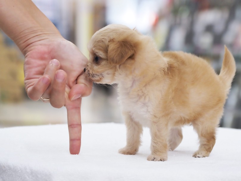 成犬時は 2.5kg前後と予想 | MIX犬 チワプー （06-85） - 横浜 大倉山店