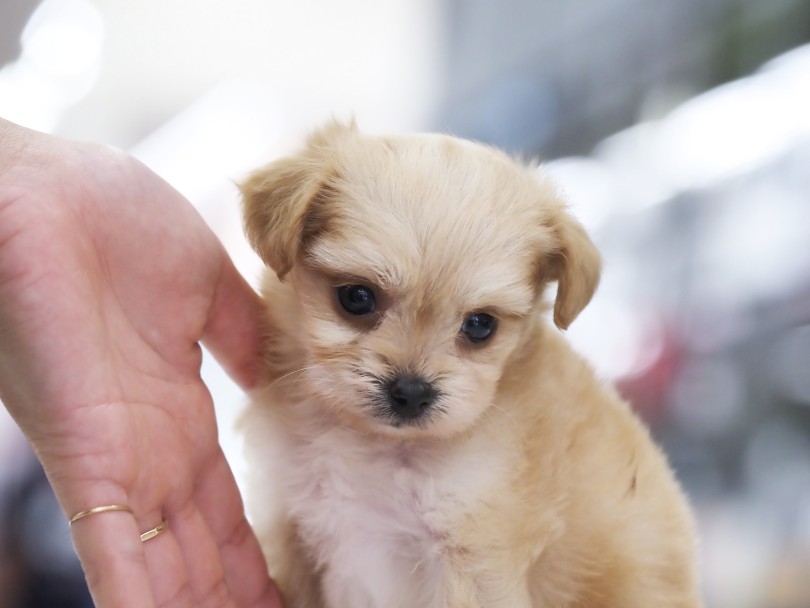 誰もが羨む小顔が可愛い | MIX犬 チワプー （06-85） - 横浜 大倉山店