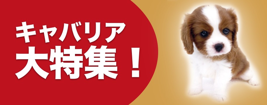 キャバリア特集