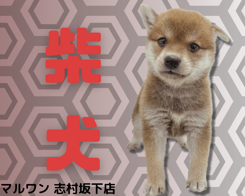 【 柴犬 】ムチコロボディに一目惚れ間違い無し！あざとさNo. 1ガール
