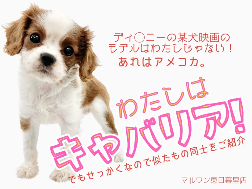 【 キャバリアキングチャールズスパニエル 】某映画のモデル犬？それ実は犬違い！？