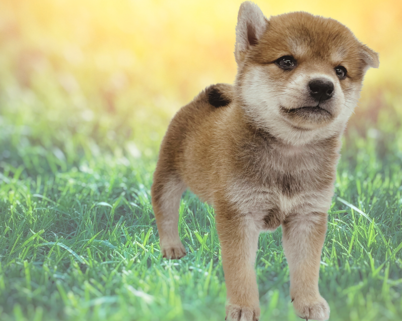 ワンちゃんとお散歩をたくさん楽しみたい方にも柴ちゃんはオススメです！ | 柴犬 （09-50） - 板橋 志村坂下店