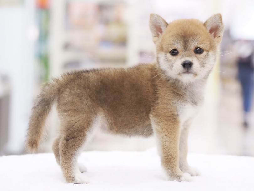 自信に満ち溢れる立ち込姿！ | 柴犬 （06-87） - 横浜 大倉山店