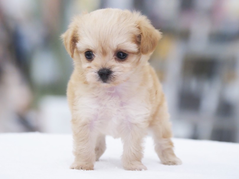 マルワン横浜 大倉山店に足を運んでみてください♪ | MIX犬 チワプー （06-85） - 横浜 大倉山店