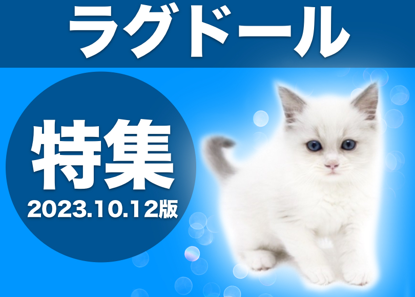 【 ラグドール特集 】10/12現在在店中の青い瞳の美猫！最新の写真も公開中！