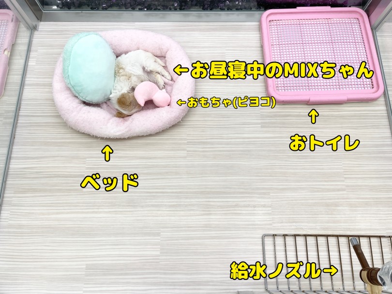 現在のMIXちゃんのお部屋はこちら | MIX犬 （05-60） - 本羽田店