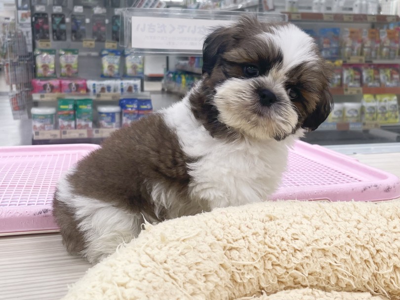 体つきは、子犬らしくとってもムチムチ | シーズー （07-63） - 横浜 鶴見店