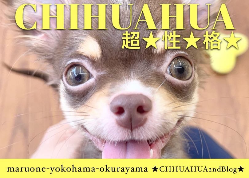 【 チワワ 】犬馴れバッチリ！性格バッチリ！超優秀ちーちゃん2ndブログ！