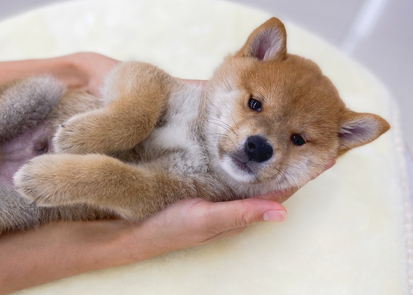 成長していく姿をサポートと通じて一緒に見守らせてください♡ | 柴犬 （06-102） - 横浜 大倉山店