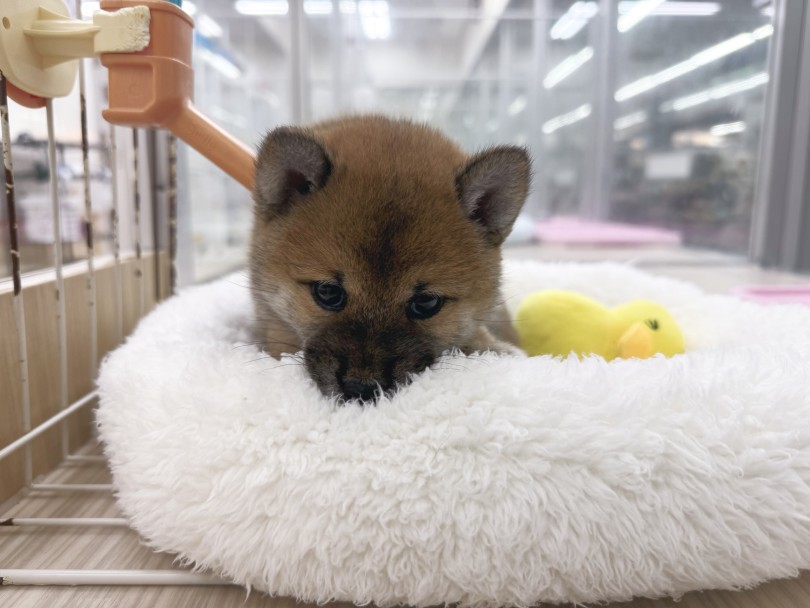 ベッドのうえではまったりタイム | 柴犬 （07-64） - 横浜 鶴見店