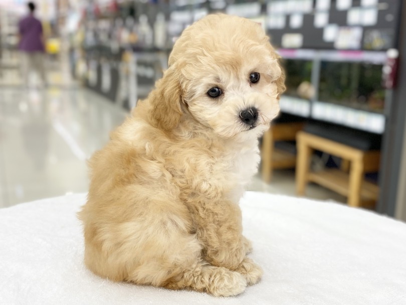 ビション＋トイ・プードルのスーパーもふもふコート | MIX犬 ビションプー  （06-100） - 横浜 大倉山店