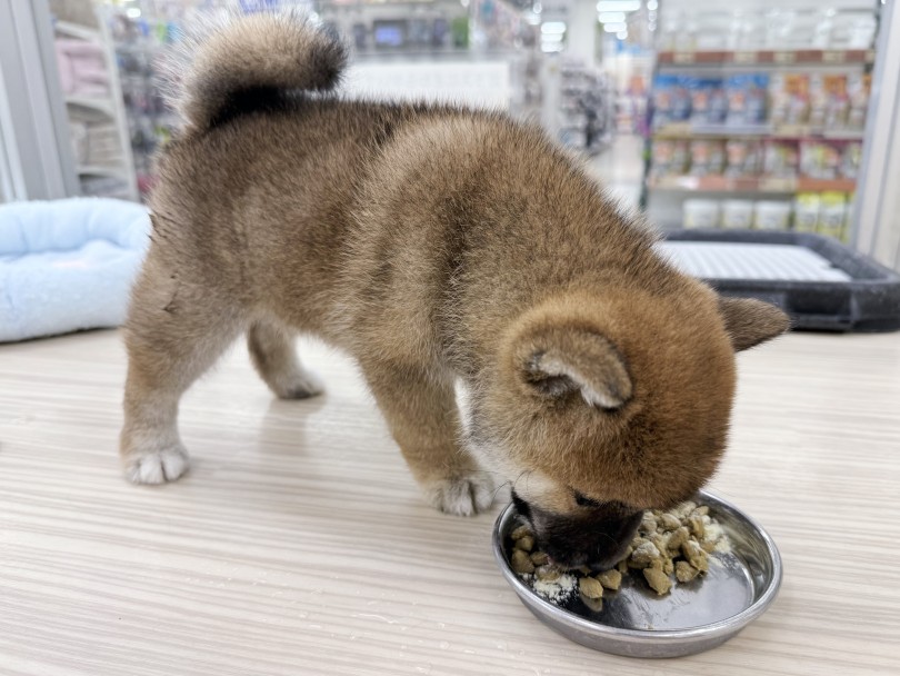 ふくよかボディに癒やされます | 柴犬 （07-64） - 横浜 鶴見店