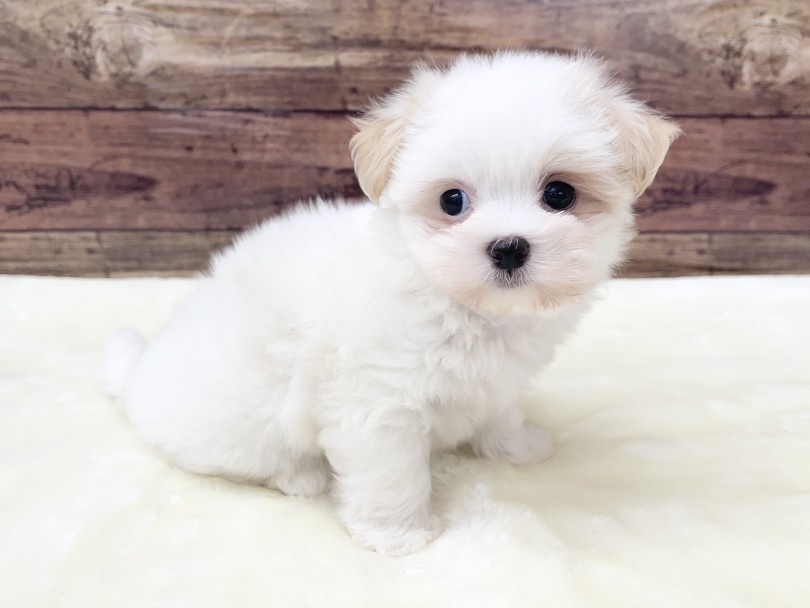 最大のチャームポイントレッドは赤い耳！ | MIX犬 マルマルチン （05-56） - 本羽田店