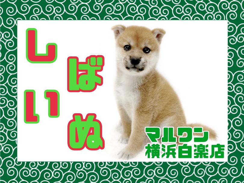 【 柴犬 】満点笑顔がたまらない！愛らしすぎるルックスに大注目の赤柴ちゃん