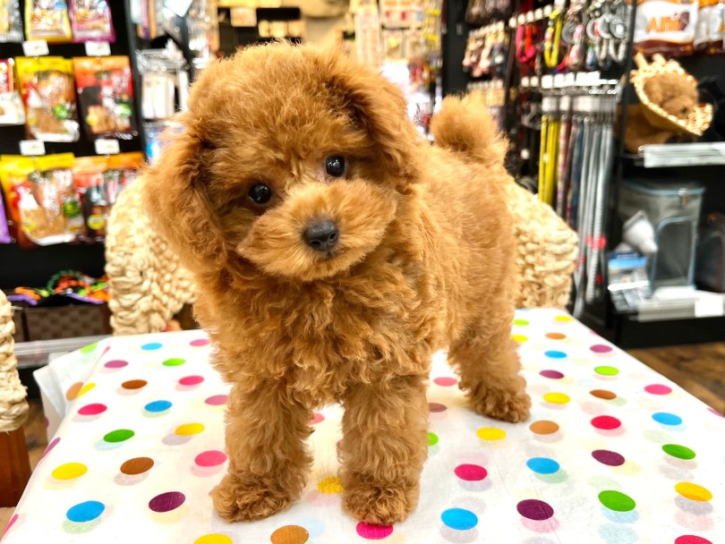 横浜 元町店のトイ・プードルちゃん - 現在のお写真 | トイ・プードル特集