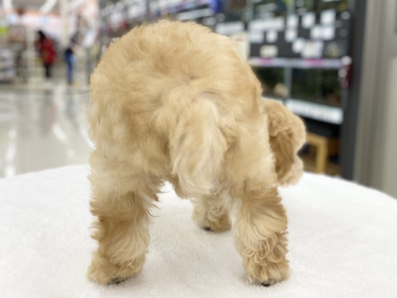 ビション・フリーゼには無いカラーリング！ | MIX犬 ビションプー  （06-100） - 横浜 大倉山店