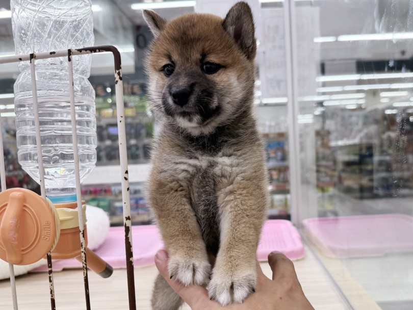 フレンドリーで遊ぶことも大好き！ | 柴犬 （07-64） - 横浜 鶴見店