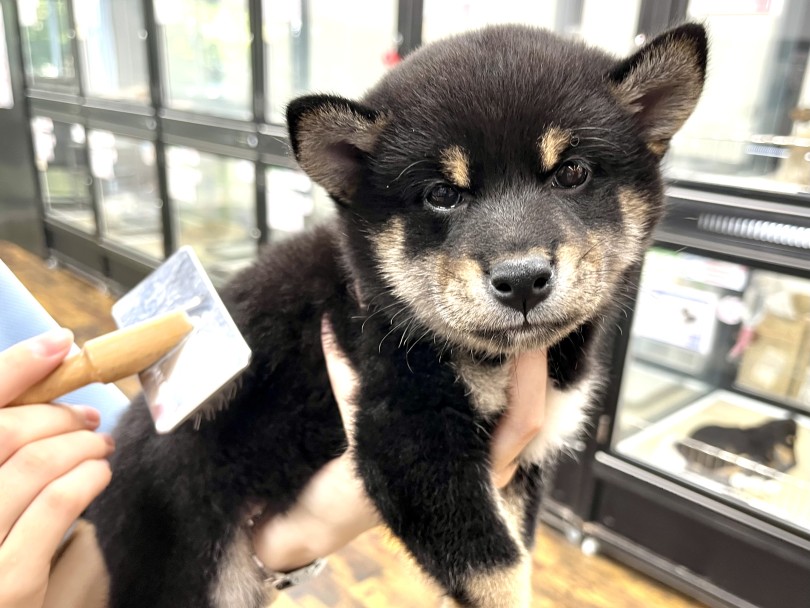 水や触られることに慣れておくために小さいうちから特訓です♪ | 柴犬 （18-197） - 横浜 元町店