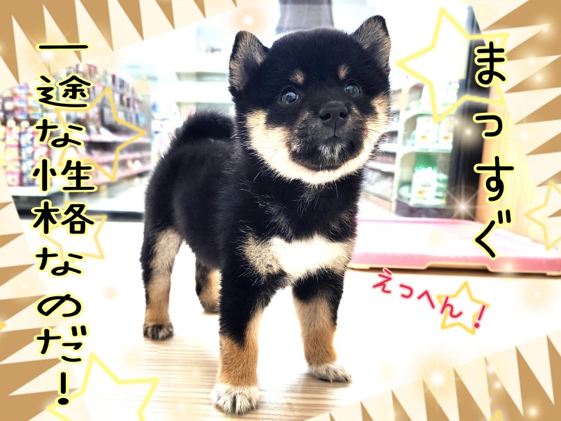 まっすぐ一途な性格 | 柴犬 （17-68） - 高井戸店