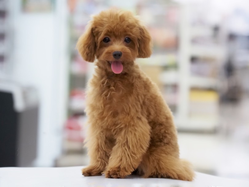 横浜 大倉山店のトイ・プードルちゃん - 現在のお写真 | トイ・プードル特集