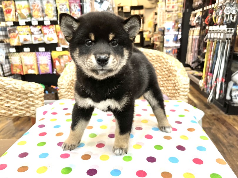 女の子らしい優しいお顔立ち♡ | 柴犬 （18-197） - 横浜 元町店