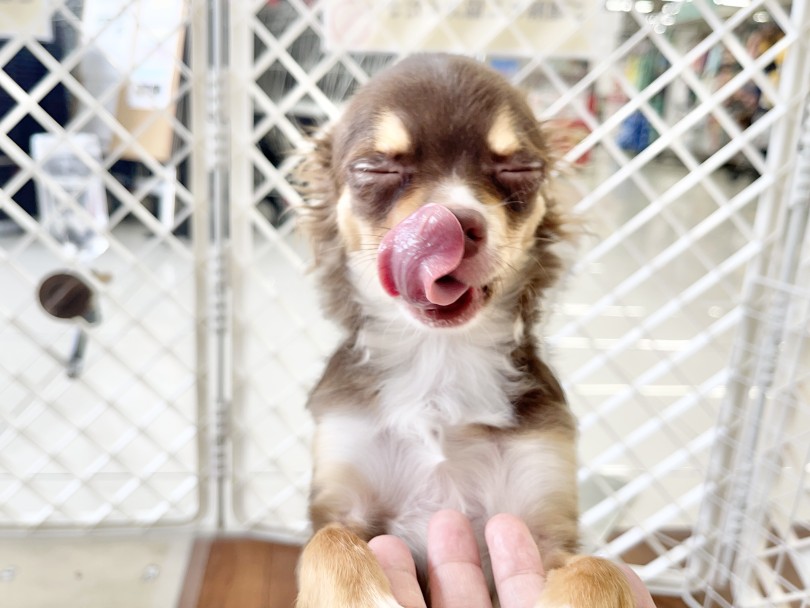 初めてのワンちゃんライフの方や多頭飼いを検討している方におすすめ | チワワ （06-53） - 横浜 大倉山店