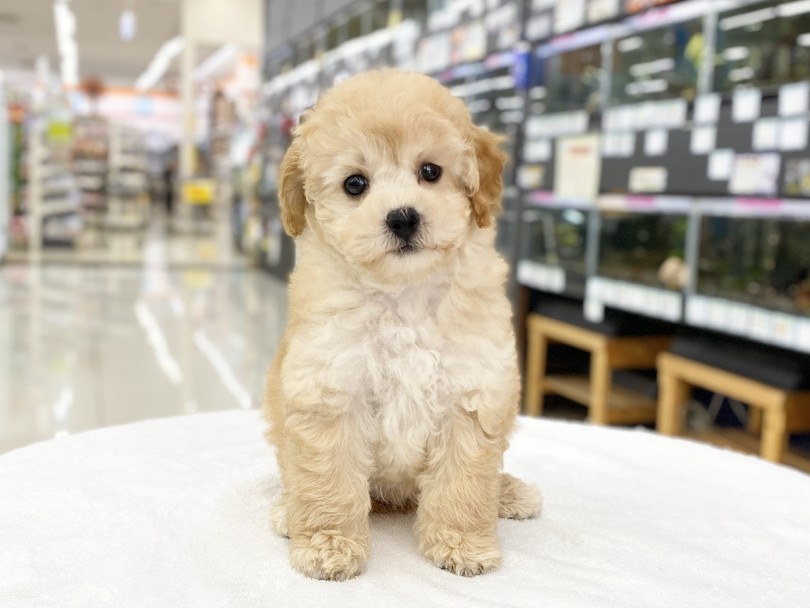 見る人によって変わるのがMI犬種の面白いところ！ | MIX犬 ビションプー  （06-100） - 横浜 大倉山店