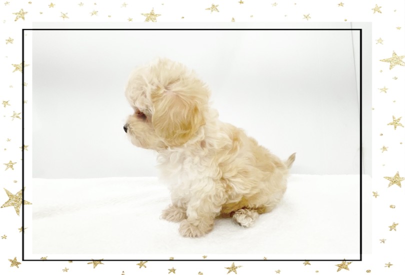 ムチッとしたBODYにちょっと短いあんよ | MIX犬 マルプー （14-60） - 城山店
