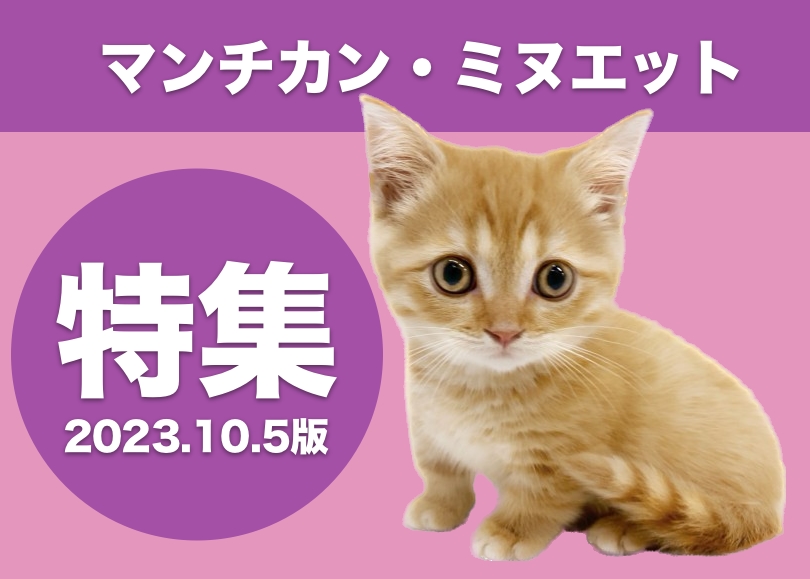 【 マンチカン・ミヌエット特集 】10/5現在在店中の短足ネコちゃんのご紹介！