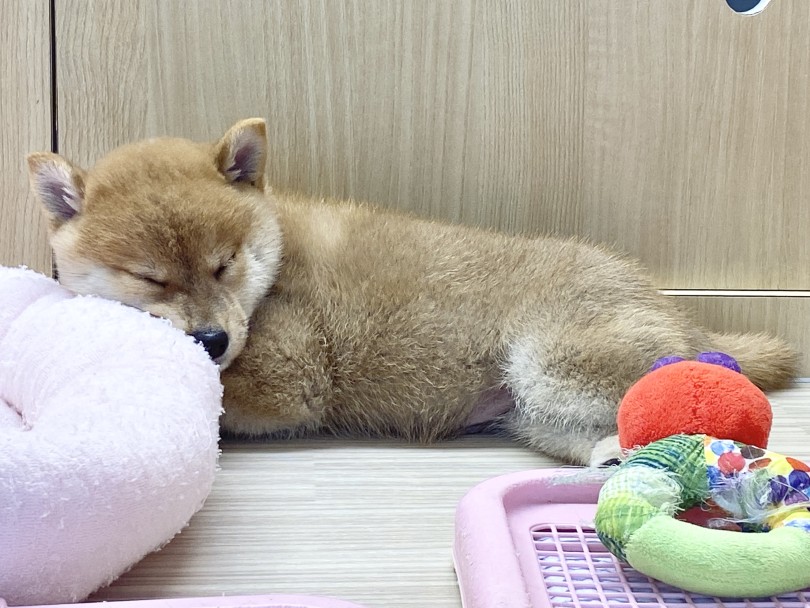 見た目・性格・全てがドドドツボ | 柴犬 （06-102） - 横浜 大倉山店