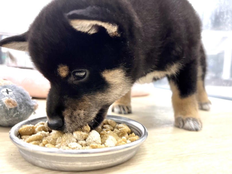 入店時から食欲旺盛 | 柴犬 （18-197） - 横浜 元町店