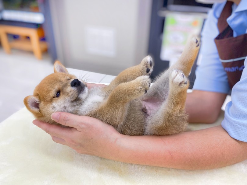 必要な用品類 | 柴犬 （06-102） - 横浜 大倉山店