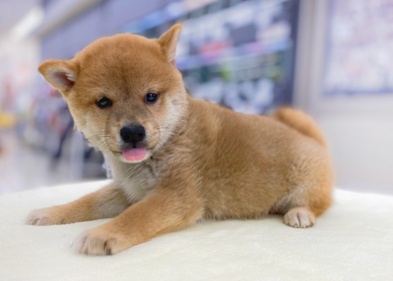 抜け毛は多めですが、そんな抜け毛も全て愛おしい気持ちになります | 柴犬 （06-102） - 横浜 大倉山店