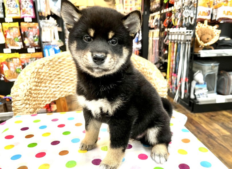 魅惑のむっちりBODY♪ | 柴犬 （18-197） - 横浜 元町店