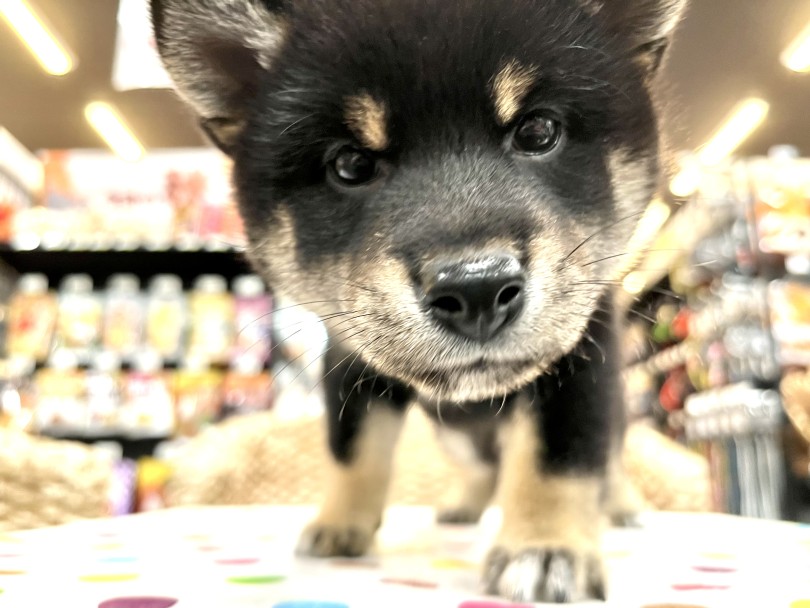 黒しばちゃまと楽しいわんライフを過ごしてみませんか？ | 柴犬 （18-197） - 横浜 元町店