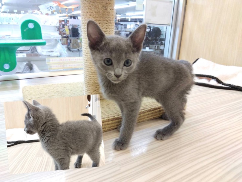 猫界のスーパーモデル！色気漂う魅力的ボディ | ロシアンブルー （19-95） - 東川口店