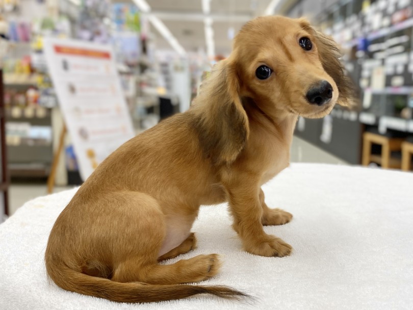 カニンヘンちゃんと素敵なご縁がありますように・・・♡ | カニンヘン・ダックスフント （06-99） - 横浜 大倉山店