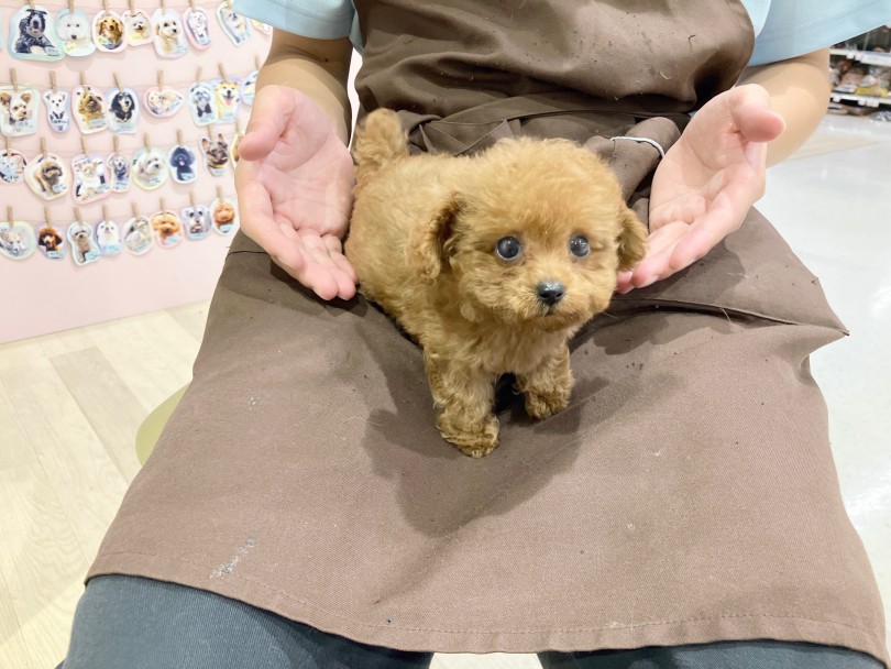 高井戸店のトイ・プードルちゃん - 現在のお写真 | トイ・プードル特集