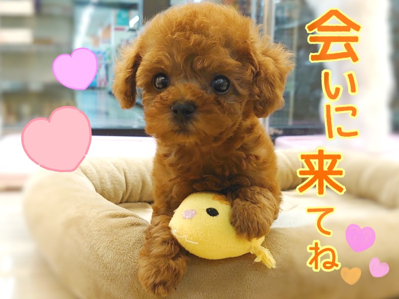 もふもふぷーちゃんの魅力は伝わったでしょうか♡ | トイ・プードル (04-70) - さいたま 武蔵浦和店