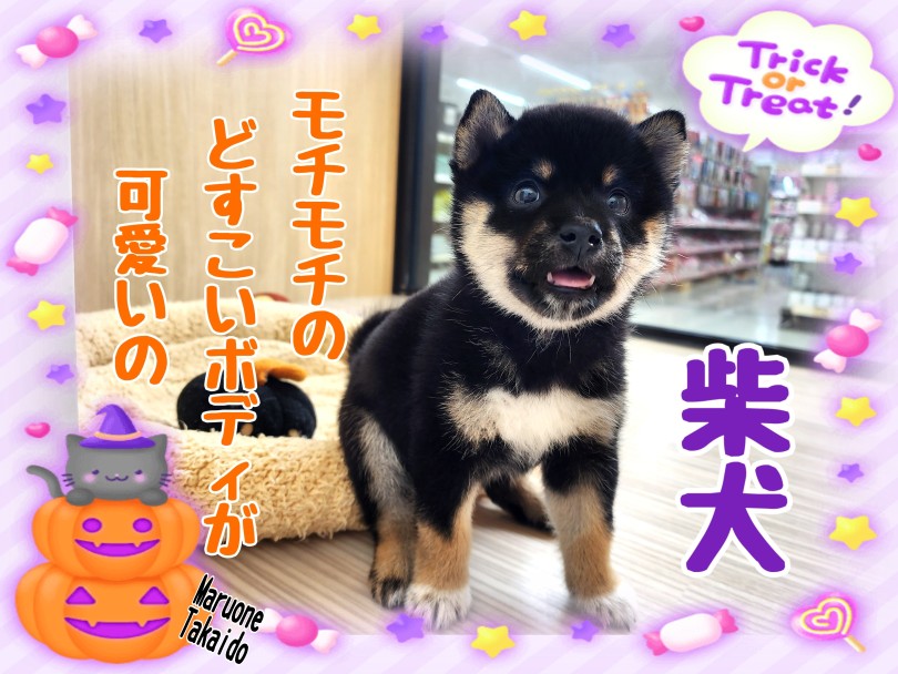 【 柴犬 】これぞ柴犬！もっちりサイズのニコニコ柴登場！