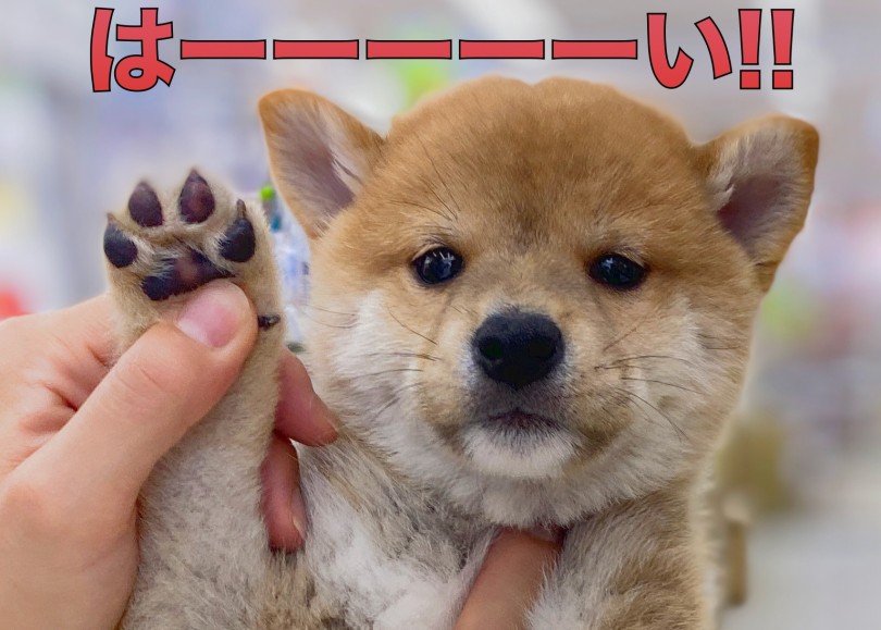 柴犬のお見本みたいな最強シルエット！ | 柴犬 （06-102） - 横浜 大倉山店