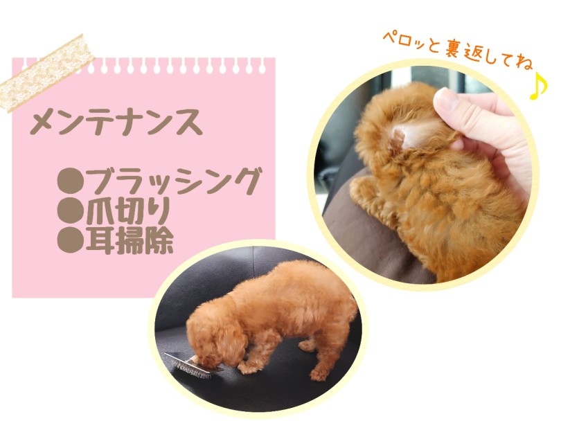 お家でのメンテナンス | トイ・プードル (04-70) - さいたま 武蔵浦和店